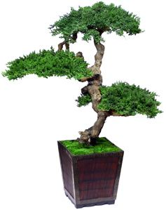 48 inch Senshi Bonsai Preserved Bonsai Topiary